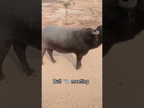 m29 bull ||