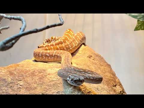 PYTHONS! Training Tuesday 22 June 2021