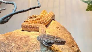 Famous PYTHONS! Training Tuesday 22 June 2021 Net Worth