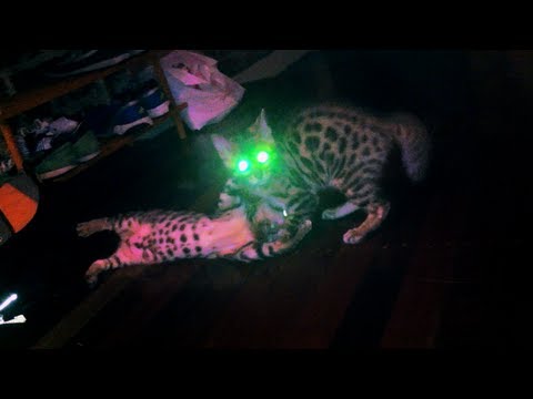 The Jedi Cats Lightsaber Fight | Catsturbia episode 2