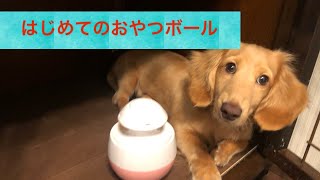 ミニチュアダックスフンドにおやつボールあげてみた！　子犬　おもちゃ　餌　早食い防止！　しつけ