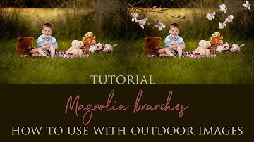 Magnolia Branches used outside, digital overlays