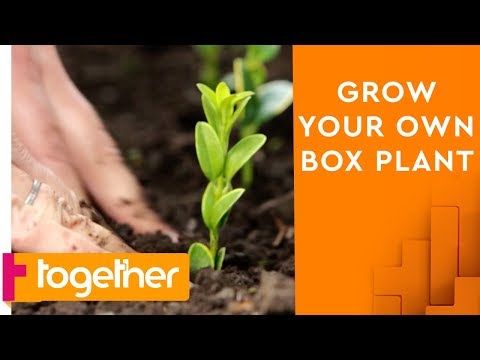 how-to-grow-your-own-box-plant-using-clippings-|-the-great-british-garden-revival
