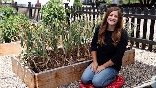 Harvesting Garlic ‍// Garden Answer