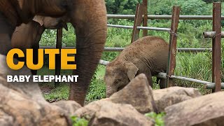 The cutest and funniest elephant moments ever 2023/24