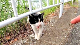 牛みたいな猫が柵の向こうからモフられに出てきた