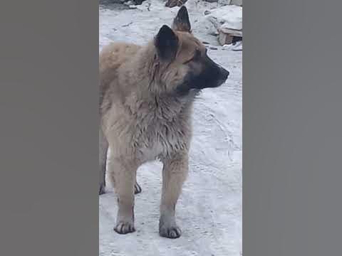 большой милый пёс собака барабака - YouTube