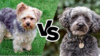 Chorkie or Schnoodle – Who Will Steal Your Heart? by All About Mixed Breed  72 views 1 month ago 2 minutes