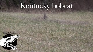coyote hunting - self filmed Kentucky bobcat