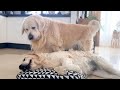 Golden retriever wants to occupy another dogs bed