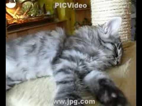 Fast breathing cat - YouTube