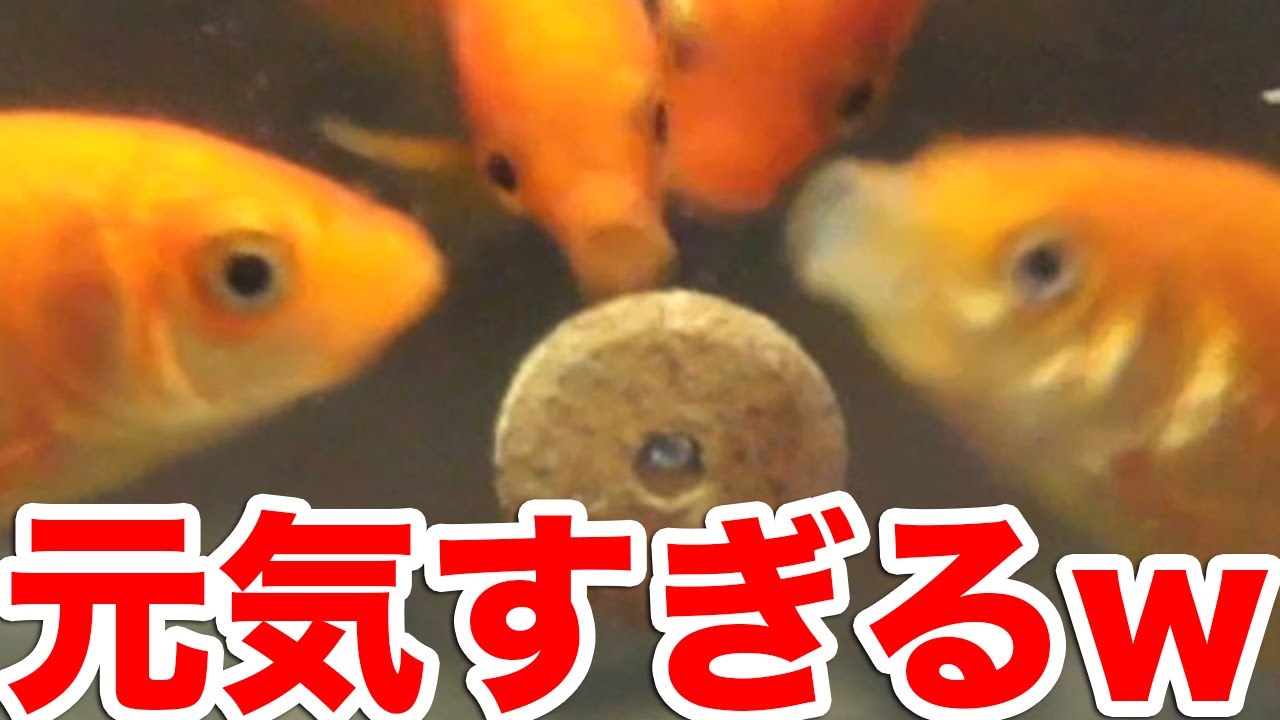 金魚 水槽に貼り付けるフードで元気すぎる和金を観察 19 1 5 Youtube