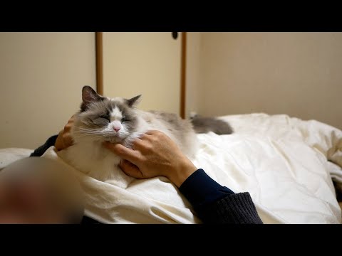 甘えん坊な性格のラグドールを飼うと毎晩こうなりますw