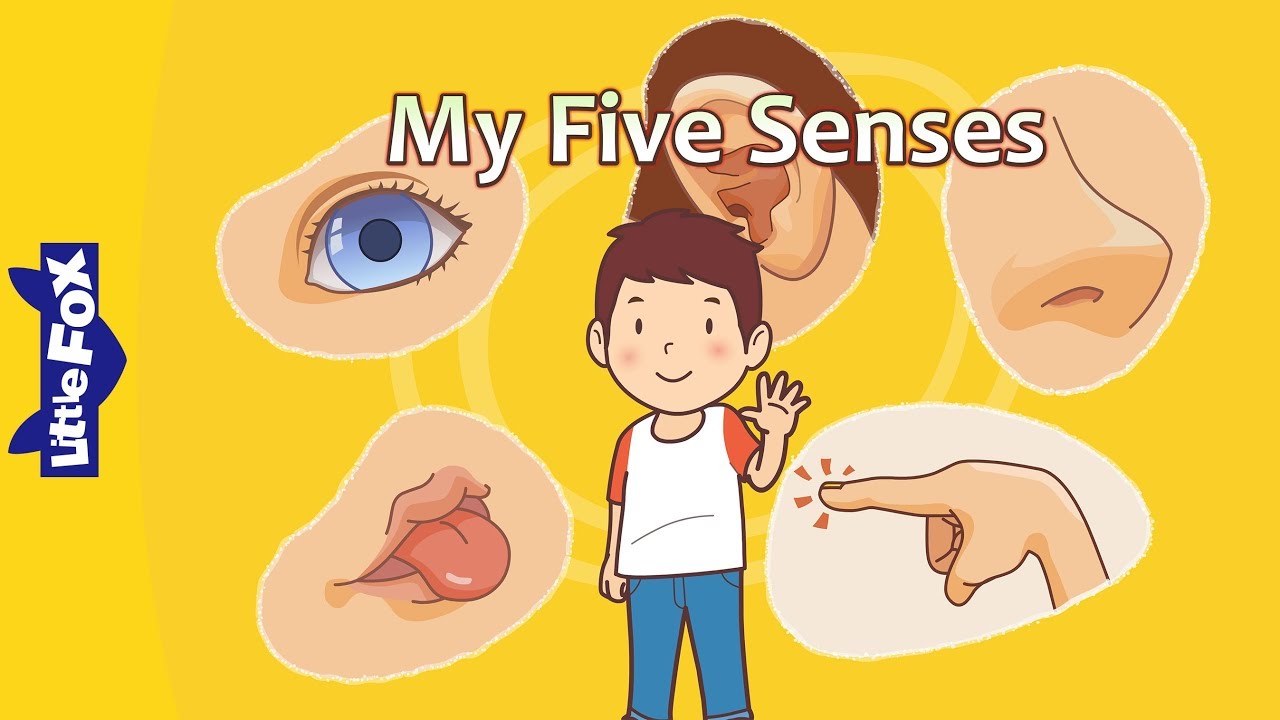 My Five Senses  Science  Body  Little Fox  Bedtime Stories