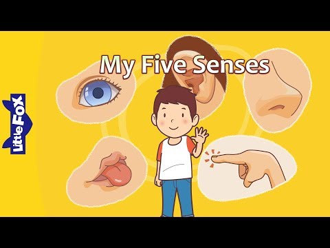 My Five Senses | Science | Body | Little Fox | Bedtime Stories