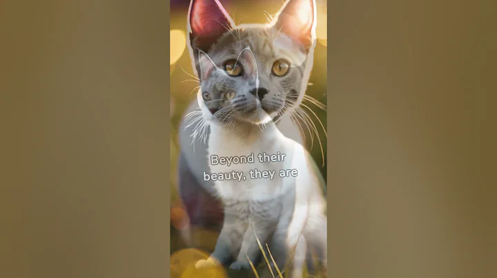 Watch the video about Learn more about Colorpoint Shorthair Cats #friendly #playful #