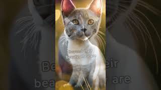 Learn more about Colorpoint Shorthair Cats #friendly #playful #