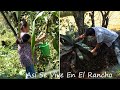 Remedio para Vesícula y Guisado De Metate Así Se Vive En El Rancho