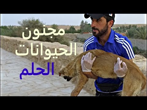 فيديو: يستخدم ملجأ الحيوانات الأثاث المتبرع به لجعل الكلاب تشعر وكأنها في المنزل