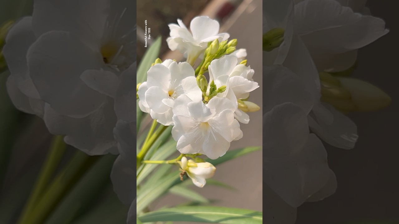 Different types of white nerium || Home Gardening | 