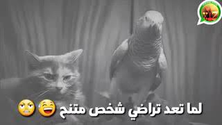 لماتحاول تراضي واحد متنح