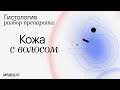 КОЖА С ВОЛОСОМ | Разбор гистологического препарата