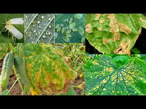 Video: Alternaria Agurk