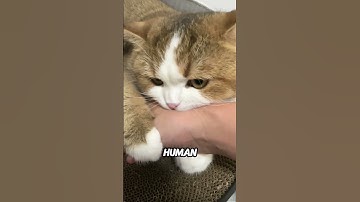 How to Stop Your Cat from Biting 😾👉🐾