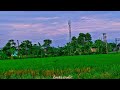 গ্রামের সৌন্দর্য গ্রামের সবুজ ধান ক্ষেত 🌾🌾#MyVillageMyPride
