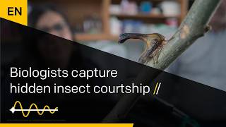 Biologists Capture Hidden Insect Courtship | VibroGo in David Attenborough’s Secret World of Sound