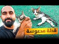 إنقاذ قطة مشلوله دعستها سيارة 