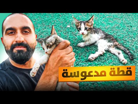 إنقاذ قطة مشلوله دعستها سيارة