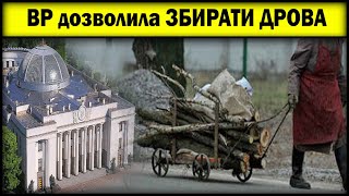 Верховна рада дозволила збирати дрова в лісі! Закон України