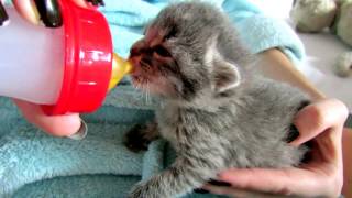 Cute kitten drink from a feeding bottle