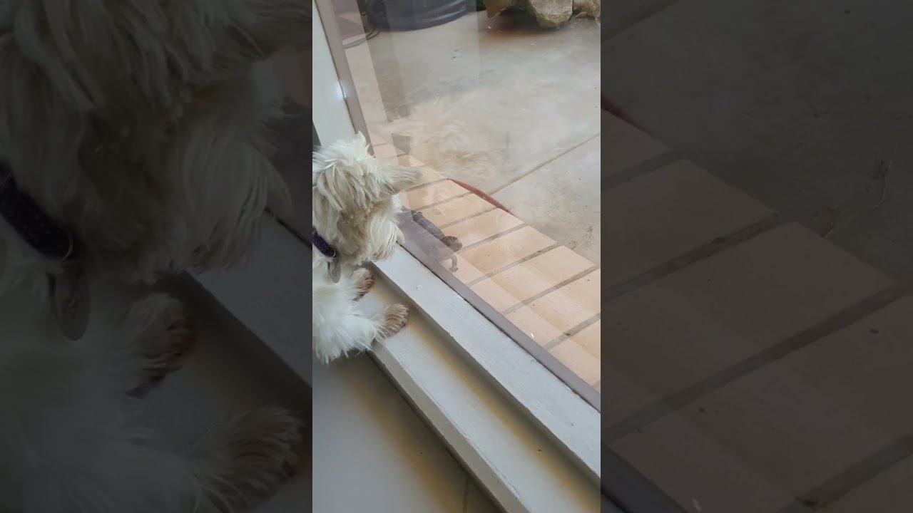 Dog meets Lizard!  #dog #westies #funny #facebook #tiktok #facebookreels  #youtubeshorts #shorts