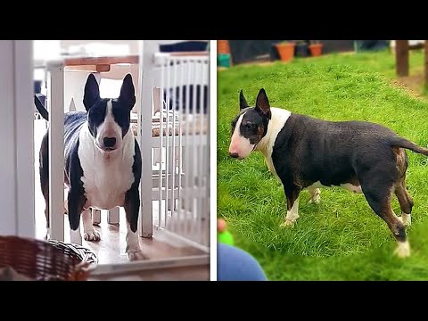 Watch What Happens When This Dog Loses 70 Pounds! | Faith = Restored