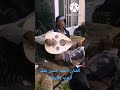 الفنان أحمد حسن صالح يقلد عزف الفنان ايوب طارش 