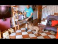 SPANISH WATER DOG BAMBA DANCING の動画、YouTube動画。