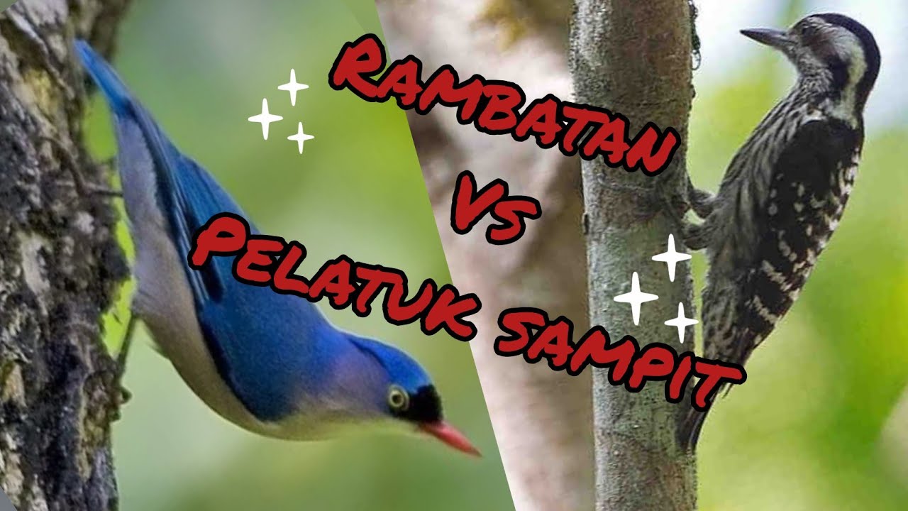 Masteran Kombinasi Rambatan vs Pelatuk Sampit | suara jernih |