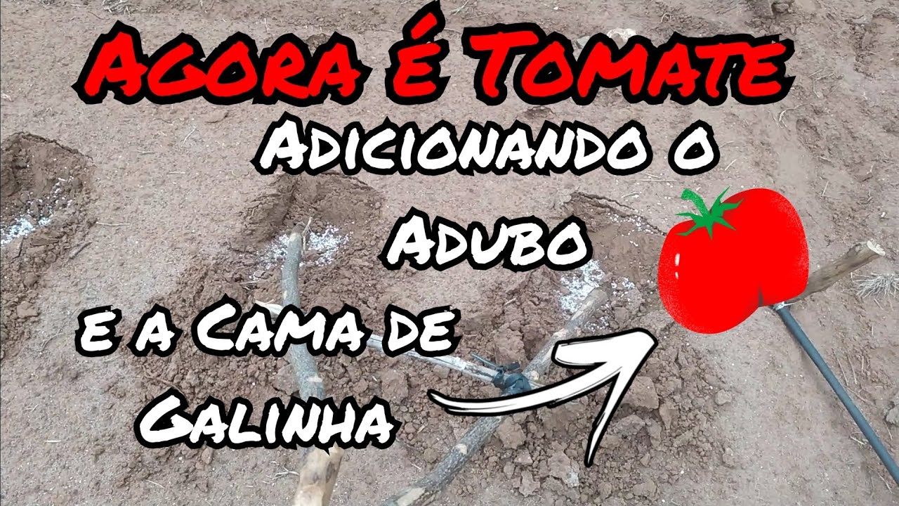 Adicionando o Adubo e a cama de Galinha na terra pro tomate 🍅