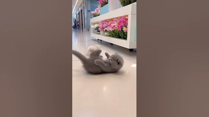 Video 11277931: scottish fold british shorthair, scottish fold kitten, adorable scottish fold, gentle british shorthair, cutekitten