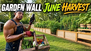 DREAM Raised Garden Wall! June HARVEST and Update!