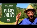 Come potare l'olivo: consigli di potatura di Pietro Isolan