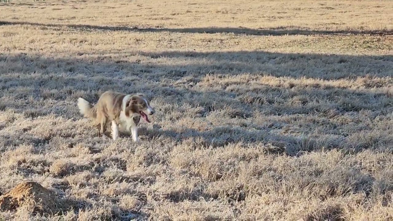 T-dog - Lilac border collie (dilute red border collie)