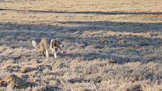T-dog - Lilac border collie (dilute red border collie)