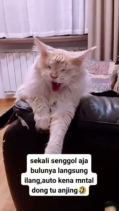 Keringetan gak tu sebelahnya 🤣🤣