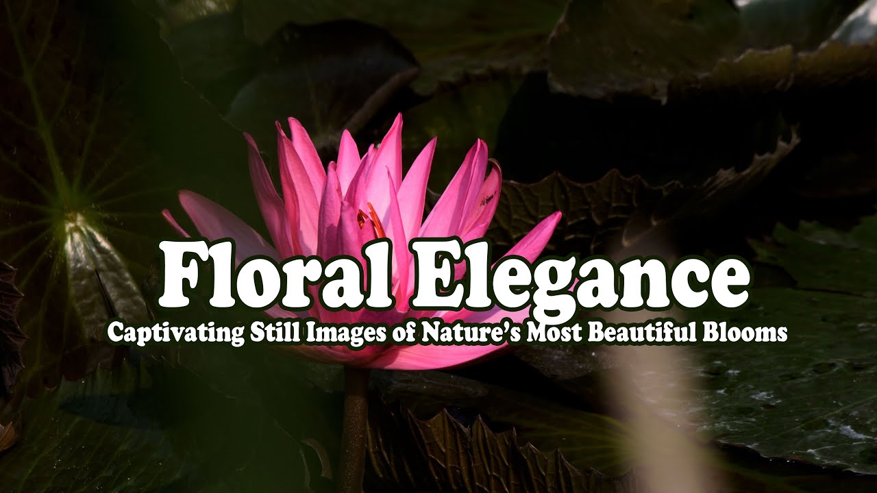 "Floral Elegance: Captivating Still Images of Nature’s Most Beautiful Blooms"