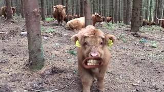 Mooo -Markiplier