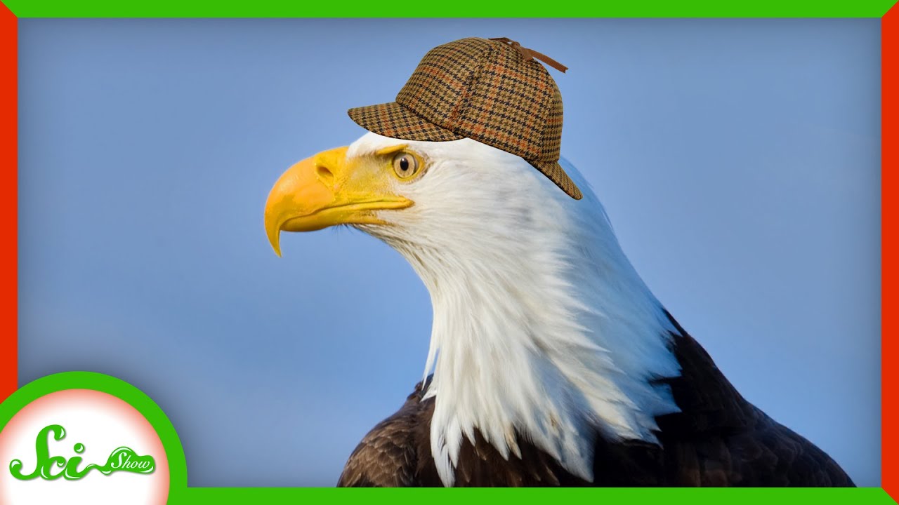 We Solved the Mystery of the Dying Birds YouTube