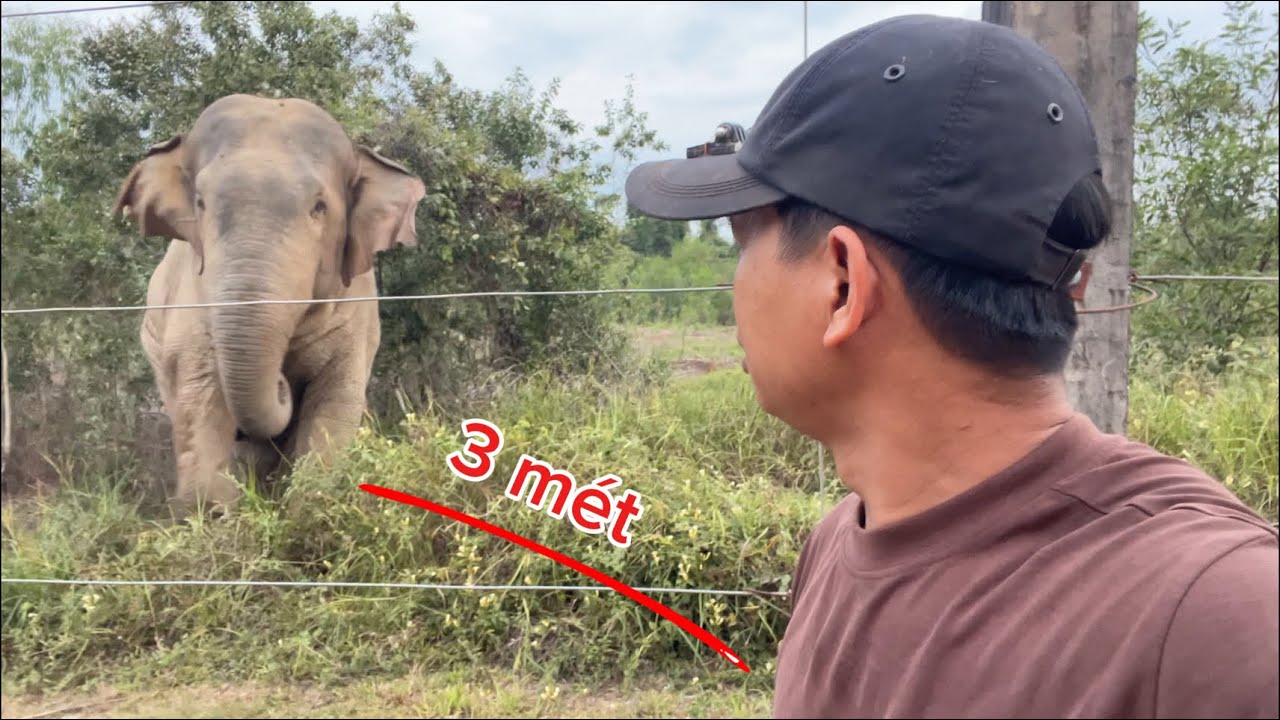 Voi Rừng Bất Ngờ Xuất Hiện Giữa Khu Dân Cư Dịp Tết